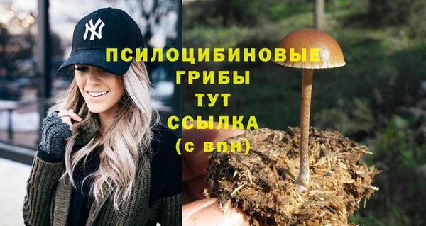 PSILOCYBIN Белокуриха